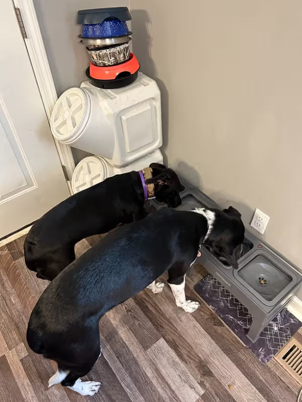 Happy labrador using ZenFeeder elevated slow feeder