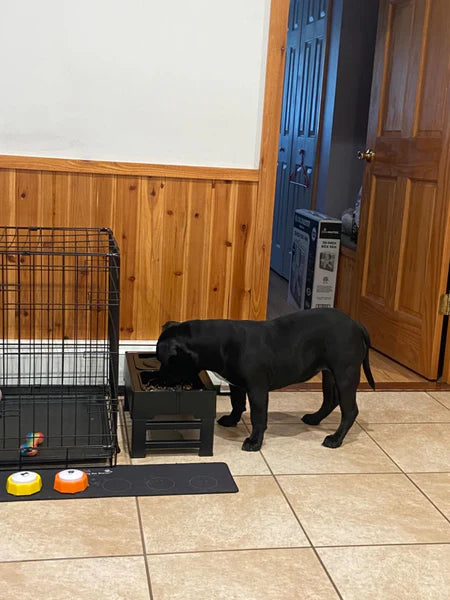 Dog eating from ZenFeeder slow feeder bowl